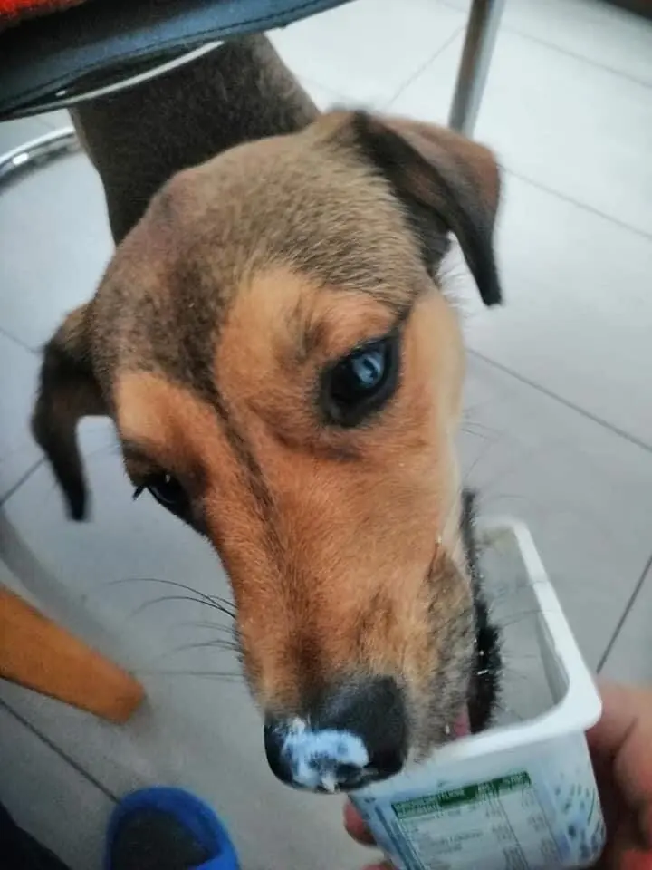 Dagi, a Remény Állatotthon egyik örökbeadott kutyája
